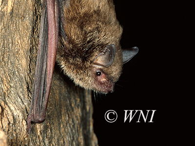 Myotis velifer